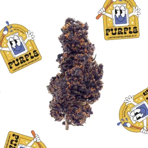 La Canapa Legale | Purple CBD