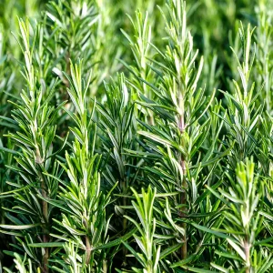 Eos Olio Essenziale Rosmarino