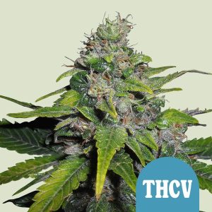 Royal Queen Seeds | Royal THCV