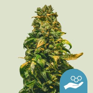 Royal Queen Seeds | Solomatic CBD