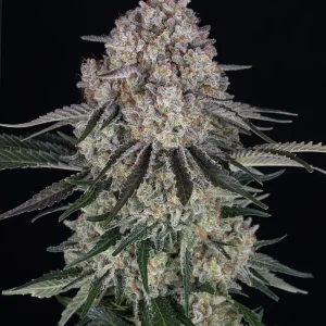 Barney’s Farm | Sour Diesel Auto Strain
