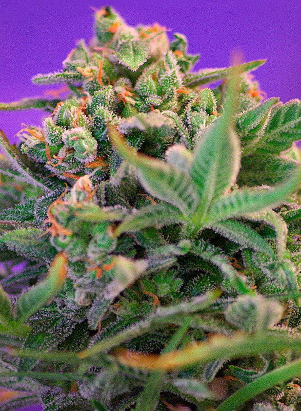 Sweet Seeds | Sweet Cheese F1 Fast Version®