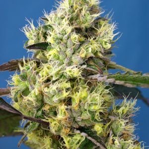 Sweet Seeds | Sweet Gelato Auto®