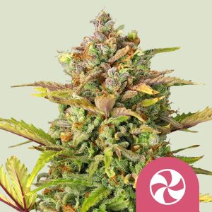 Royal Queen Seeds | Sweet ZZ