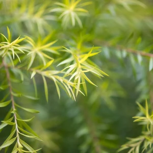 Eos Olio Essenziale Tea Tree 15ml