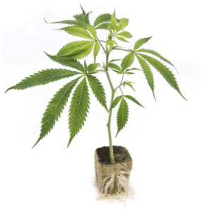 Genesis Clone | Runtz Talee