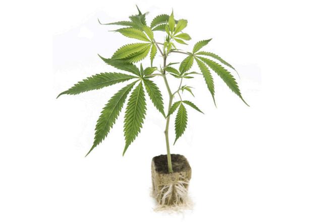 Genesis Clone | Runtz Talee