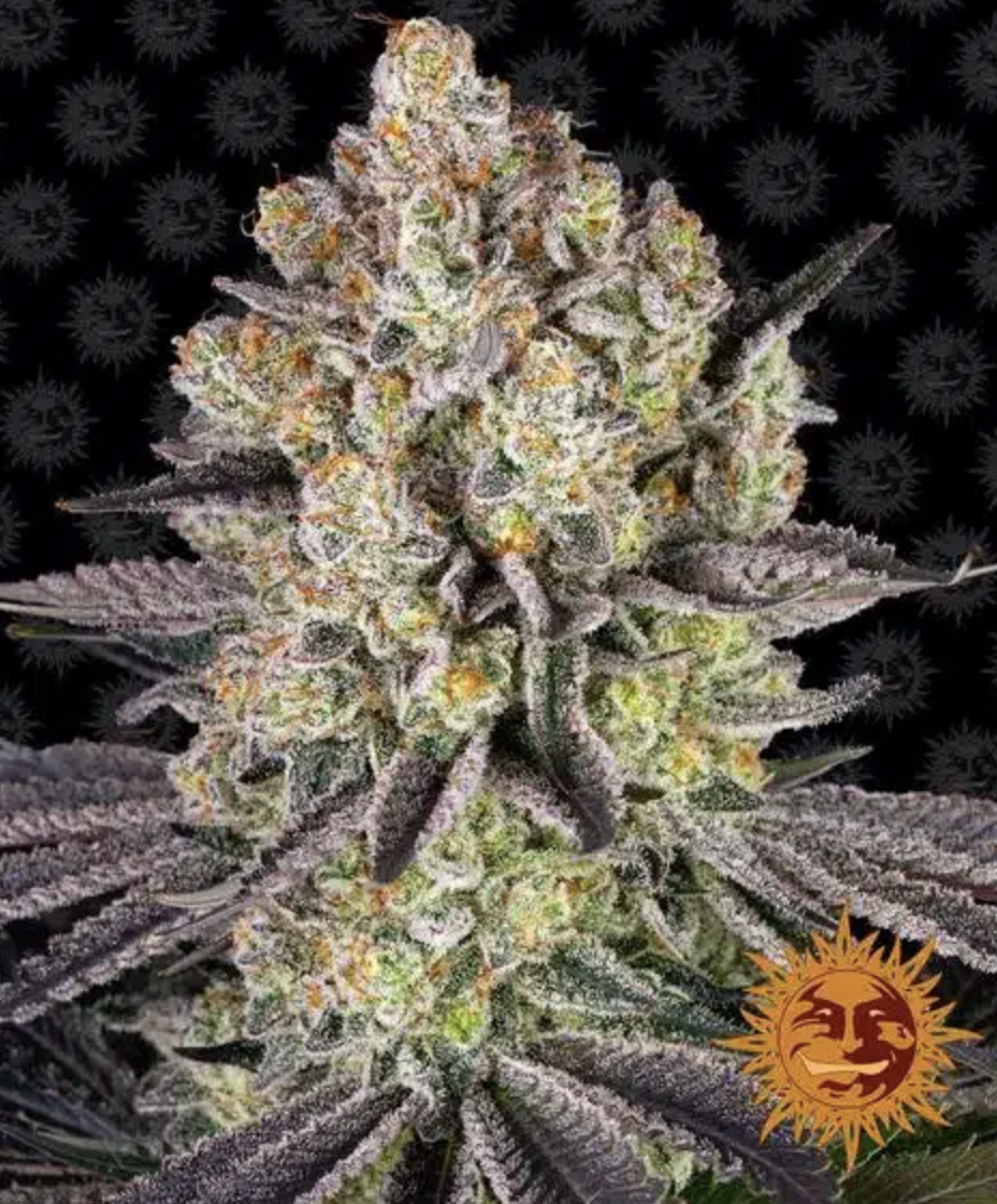 Genesis Clone | Runtz Talee - immagine 2