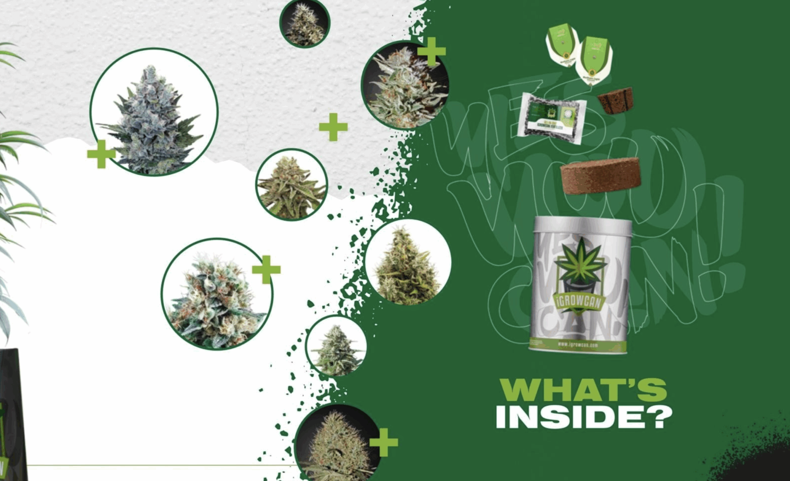 igrowcan | WEDDING CAKE USA AUTO (IGC) - immagine 2