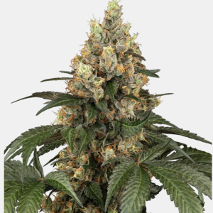 Sensi Seeds Bank | Semi di Chocolate Rainbow XXL Femminizzati