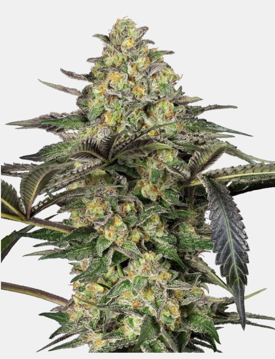 Sensi Seeds Bank | Semi di Grapevine Candy Femminizzati