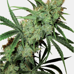 Sensi Seeds Bank | Semi di Fruity Juice Regolari 10 Semi