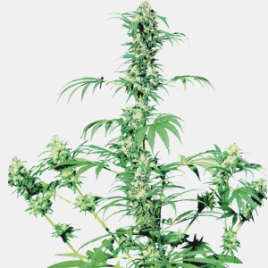Sensi Seeds Bank | Semi di Early Girl Regolari 10 Semi