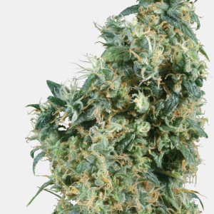 Sensi Seeds Bank | Semi di First Lady Regolari 10 Semi