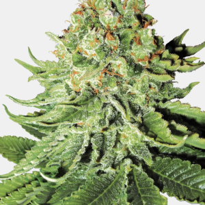 Sensi Seeds Bank | Semi di Northern Lights Autofiorente