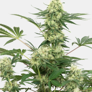 Sensi Seeds Bank | Semi di Wedding Cheesecake Femminizzati