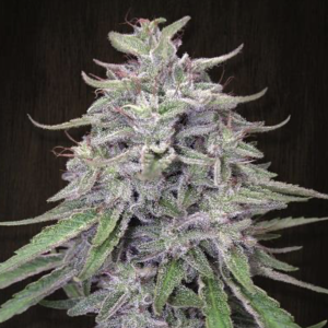 Ace Seeds | Bangi Haze Regular