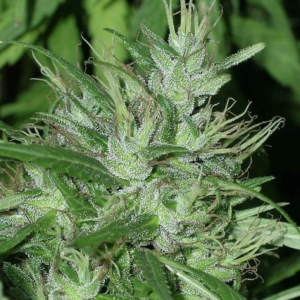 Ace Seeds | Congo Femminizzata