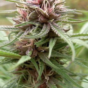 Ace Seeds | ErdPurt Regular