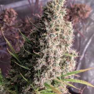 Ace Seeds | Golden Tiger Femminizzata