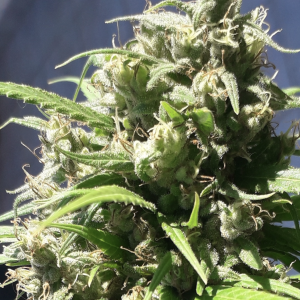 Ace Seeds | Oaxaca A5 Haze femminizzata