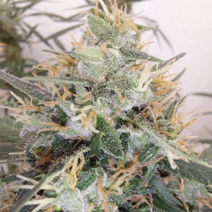 Ace Seeds | Panama A5 Haze femminizzata 5 Semi