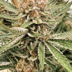 Ace Seeds | Zamaldelica Regular
