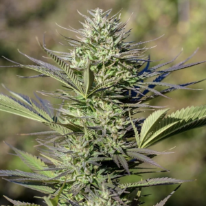 Dutch Passion | Passion #1