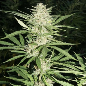 Dutch Passion | Think Fast