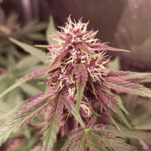 Dutch Passion | CBD Auto Blackberry Kush