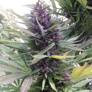 Dutch Passion | Shaman