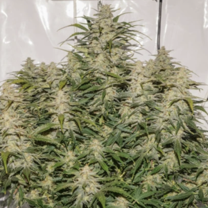 Dutch Passion | Auto SFV OG