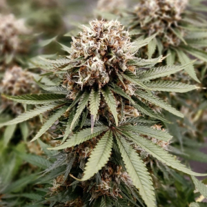 Dutch Passion | Power Plant