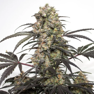 Dutch Passion | Passion Fruit