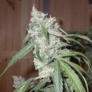 Dutch Passion | Euforia