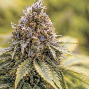 Dutch Passion | Karel’s Dank