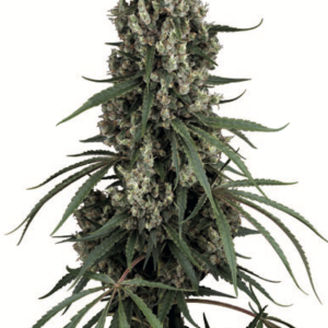 Sensi Seeds Bank | High School Reunion