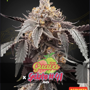 Greenhouse seeds | Guava x Gelato 41 Auto