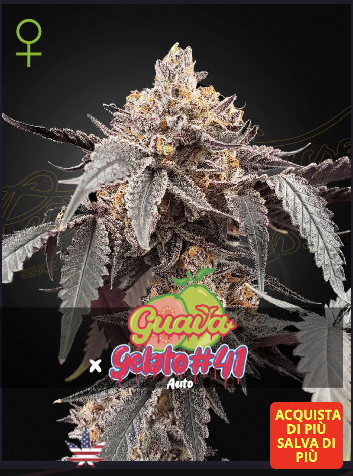 Greenhouse seeds | Guava x Gelato 41 Auto