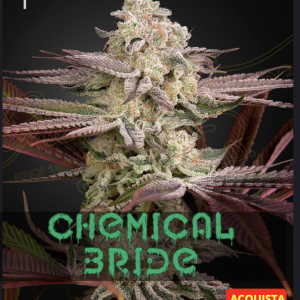 Greenhouse seeds | Chemical Bride