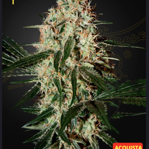 Greenhouse seeds | Arjan’s Haze