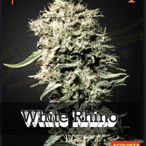Greenhouse seeds | White Rhino