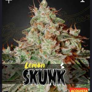 Greenhouse seeds | Lemon Skunk